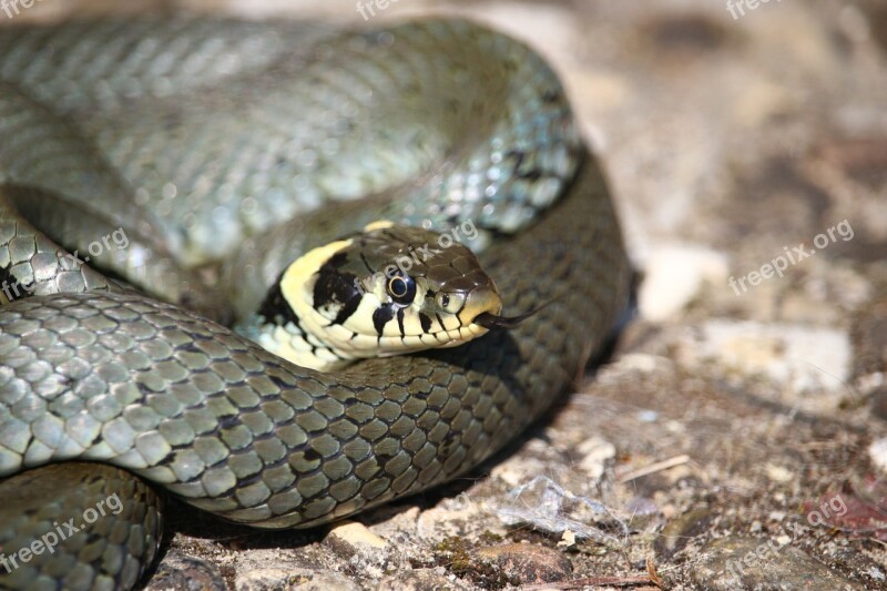 Snake Grass Snake Natter Reptile Natrix Natrix