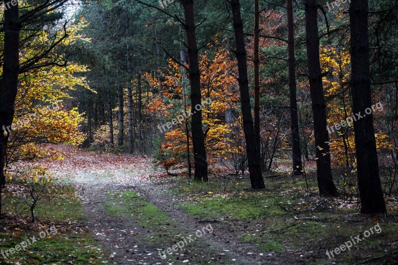 Autumn Autumn Mood Autumn Forest Colorful Leaves Leaves