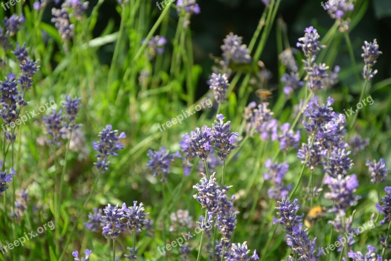 Lavender Lavender Blossom Flowers Garden Plant Bee