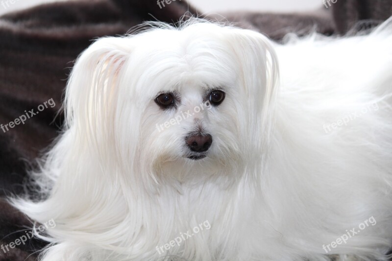 Dog Maltese Thoroughbred White Fur