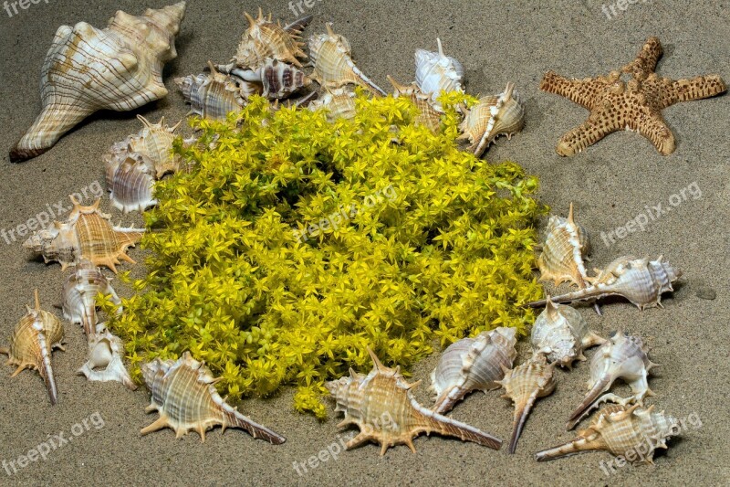 Mussels Sand Blossom Bloom Yellow