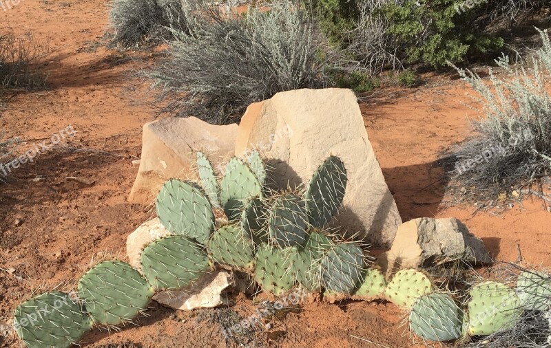 Cactus Rock Desert Nature Southwest