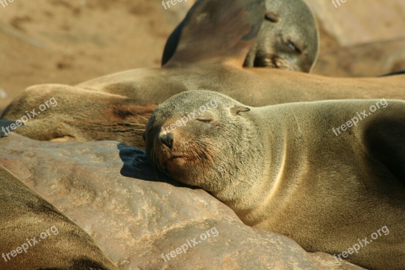 Seal Eared Seal Animal Pinniped Otary