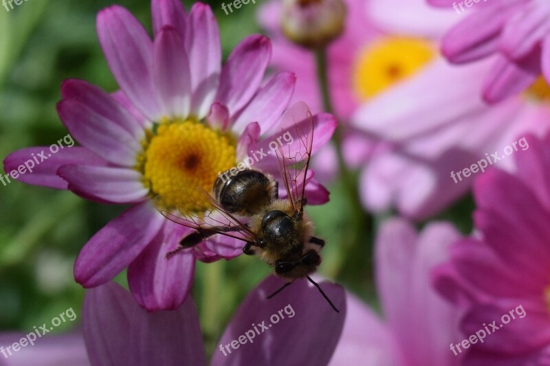 Daisies Bee Flowers Purple Nature