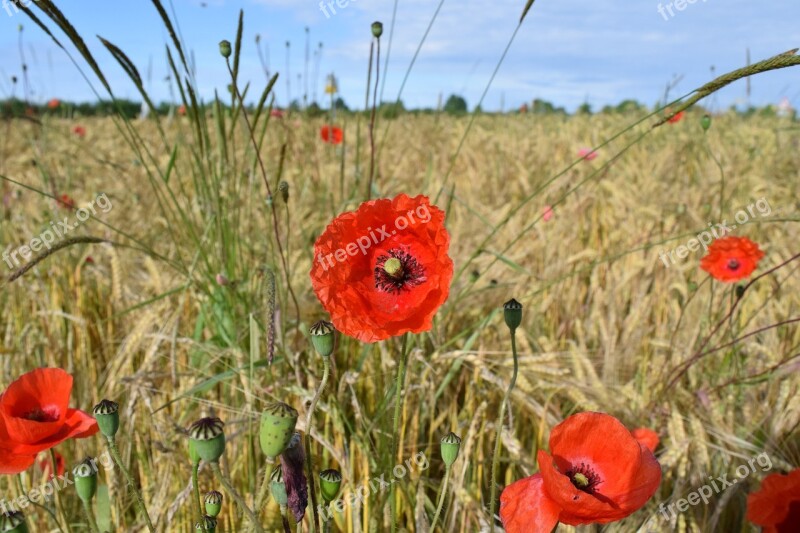 Poppy Cornfield Nature Red Summer