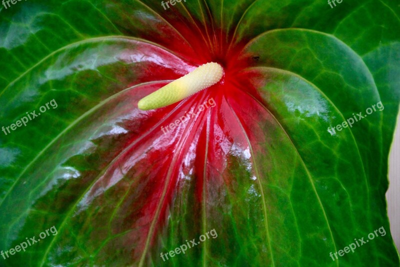 Flamingo Flower Anthurium Flower Blossom Bloom