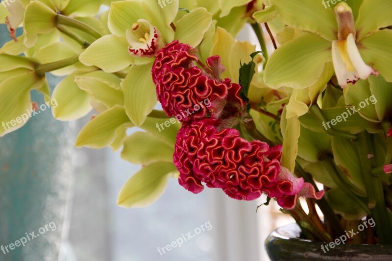 Celosia Celosia Argentea Cristata Group Brain Flower Red