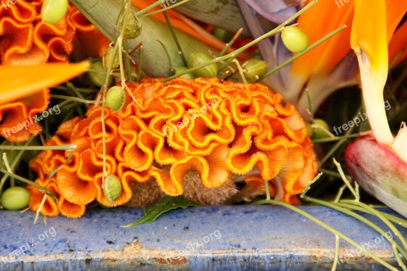 Celosia Celosia Argentea Cristata Group Brain Flower Orange