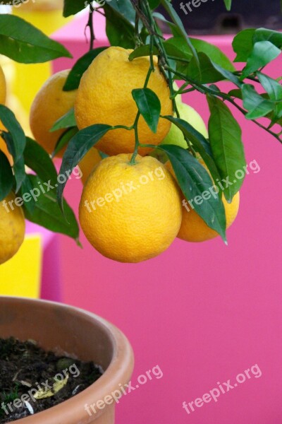 Lemons Lemon Tree Yellow Still Life Citrus Fruits