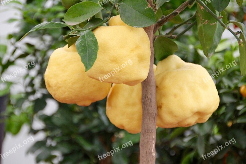 Lemon Tree Lemons Citrus Fruits Free Photos