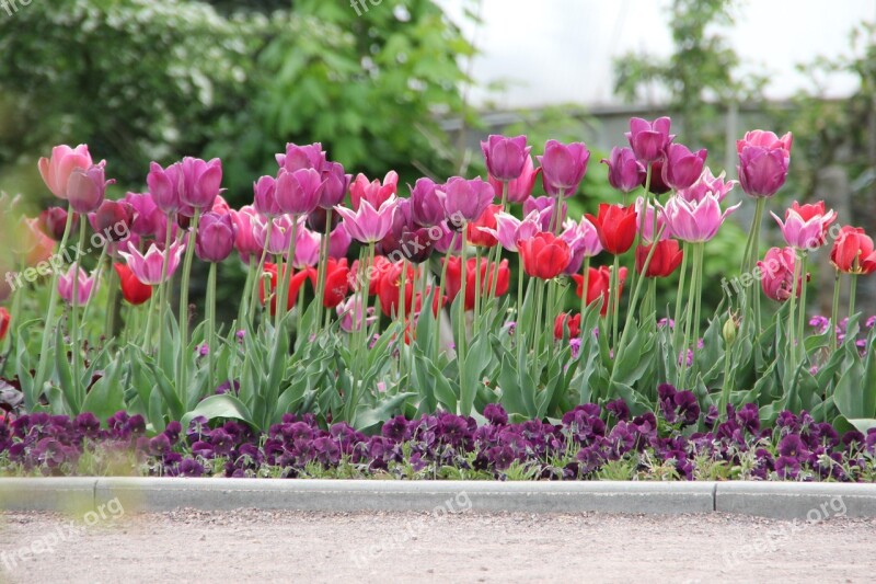 Tulips Tulipa Tulpenzwiebel Breeding Tulip Purple