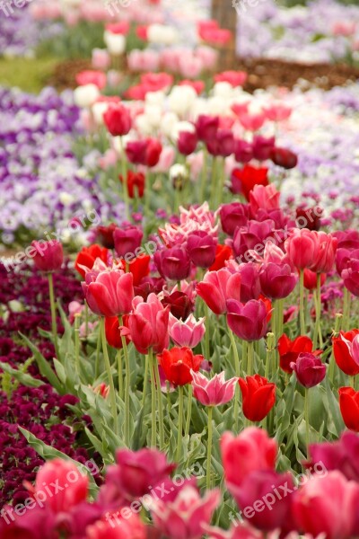 Tulips Tulipa Tulpenzwiebel Breeding Tulip Red