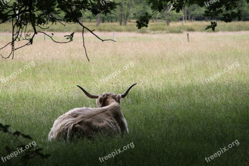 Landscape Scottish Highlander Highlander Cow Forest