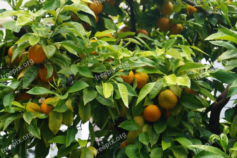 Oranges Plant Botany Free Photos