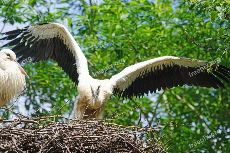 Stork Adebar Rattle Stork White Stork Young Animal