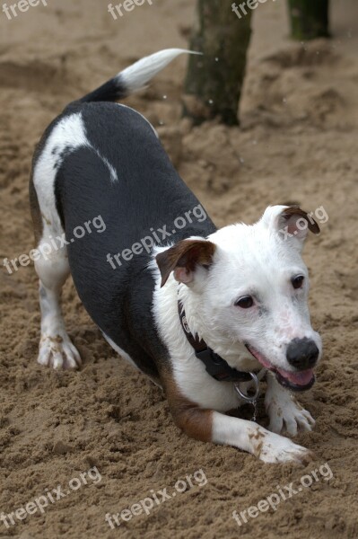 Playing Dog Jack Russell Terrier Play Throw Stöckchen