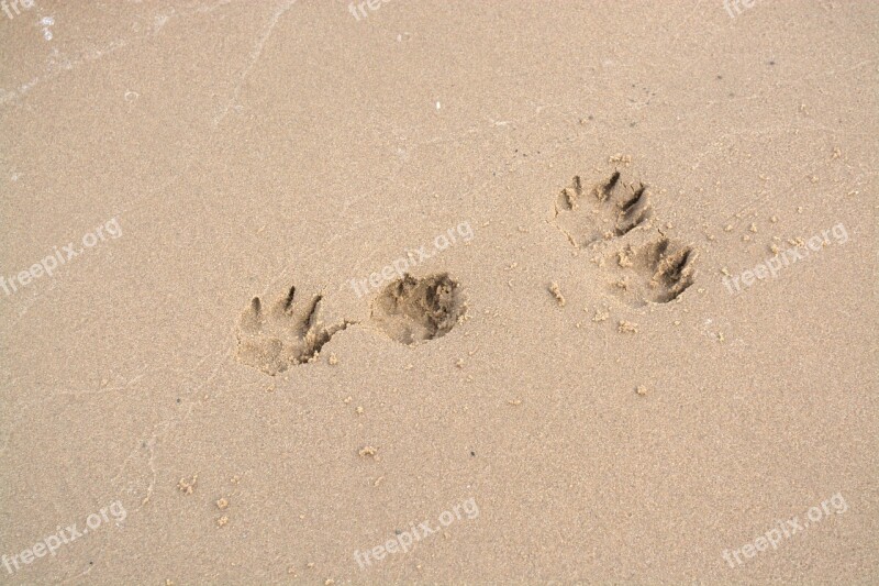 Dog Paw Traces Paw Print Sand Reprint