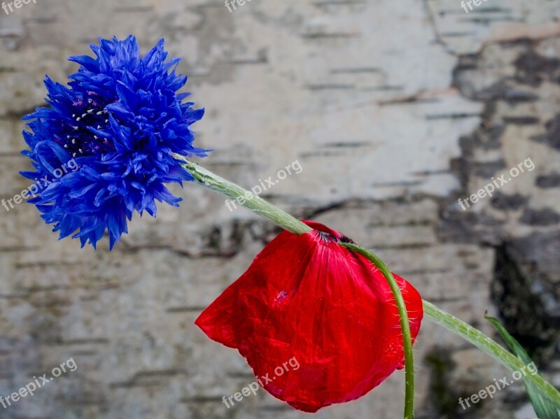 Poppy Klatschmohn Cornflower Red Poppy Flower