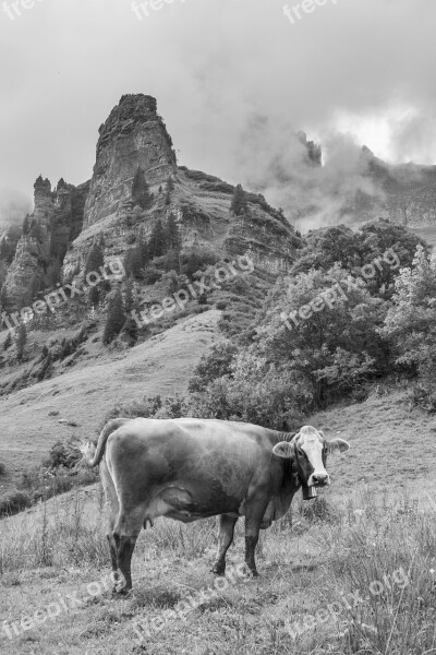 Cow Mountains Alp Switzerland Canton Of Glarus