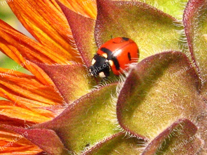 Ladybug Beetle Sunflower Insect Macro