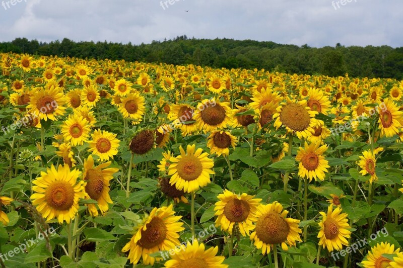 Sunflower Field Yellow Flower Bloom