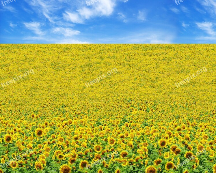 Sunflower Field Yellow Flower Bloom