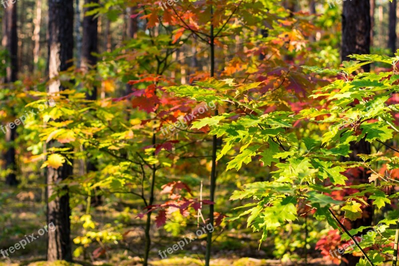 Autumn Foliage Red Yellow Leaves Forest In Autumn