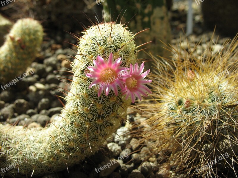 Cactus Succulent Flower Spikes Plant