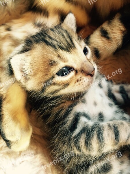 Cat Baby Bengal Cat Pet Baby