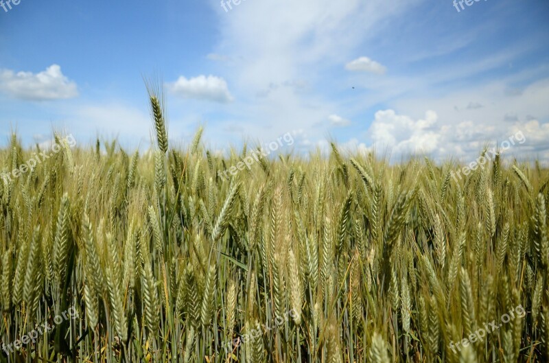 Wheat Rye Triticale Field Corn