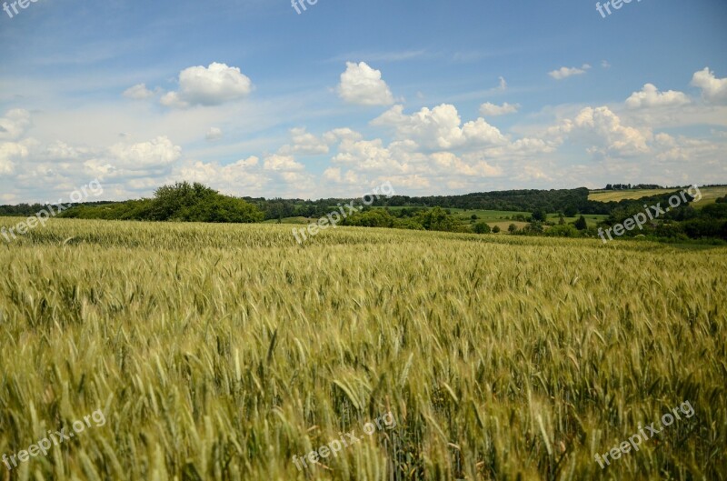 Field Crops Wheat Rye Triticale Corn