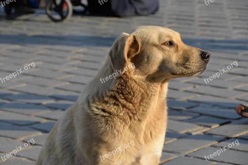 Dog Istanbul Turkey Street Sad