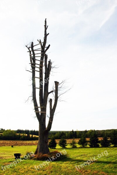 Tree Dead Landscape Old Silhouette