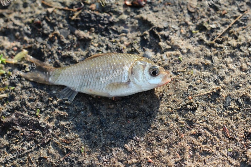 Fish Crucian Land Beach Ecology