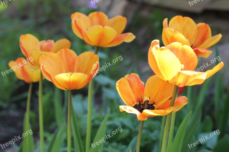 Dacha Tulips Yellow Orange Flowers