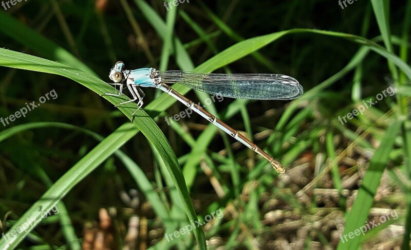 Damselfly Insect Blue-fronted Dancer Insectoid Winged