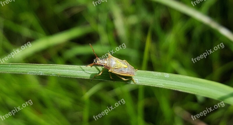 Beetle Bug Stink Bug Rice Stink Bug Insect