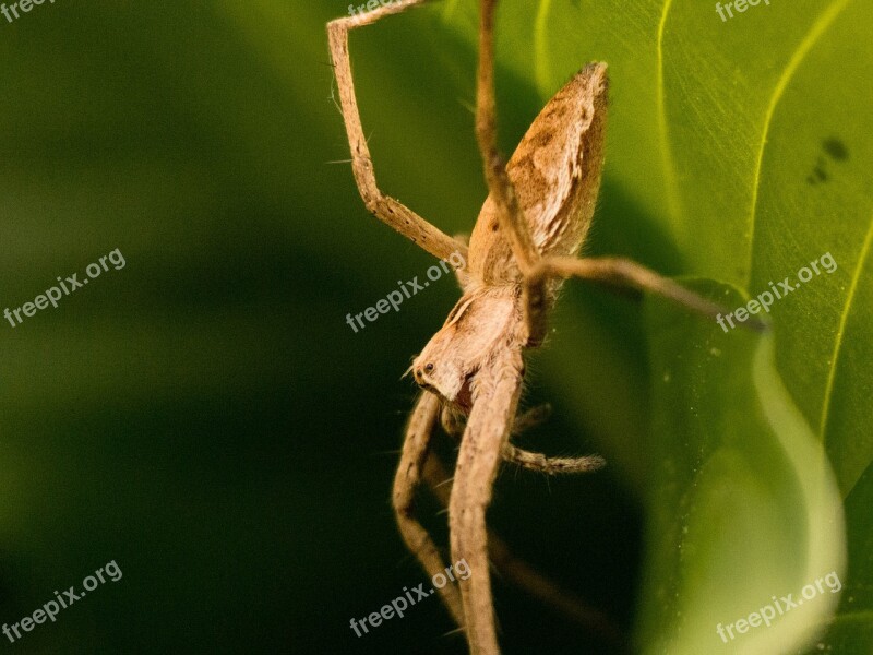 Spider Garden Nature Animal Insect