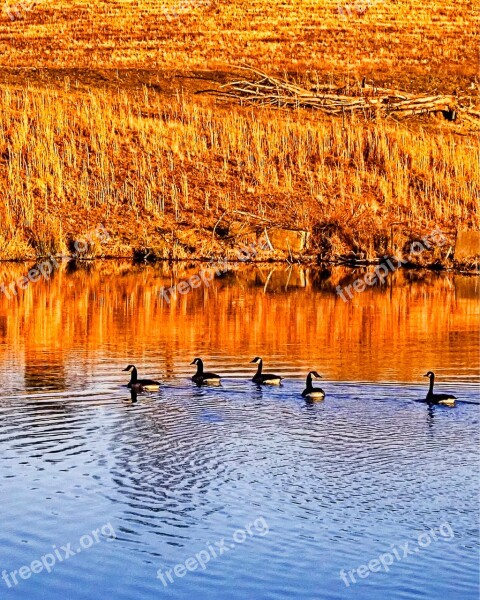 Pond Ducks Country Rural Nature