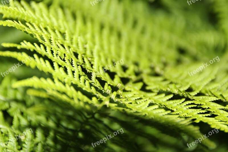 Fern Bracken Nature Green Forest