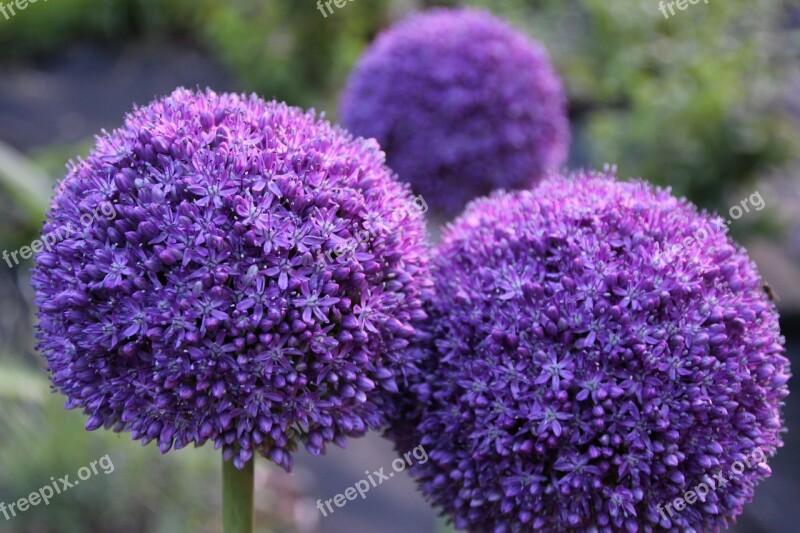 Flowers Garlic Plant Macro Flower