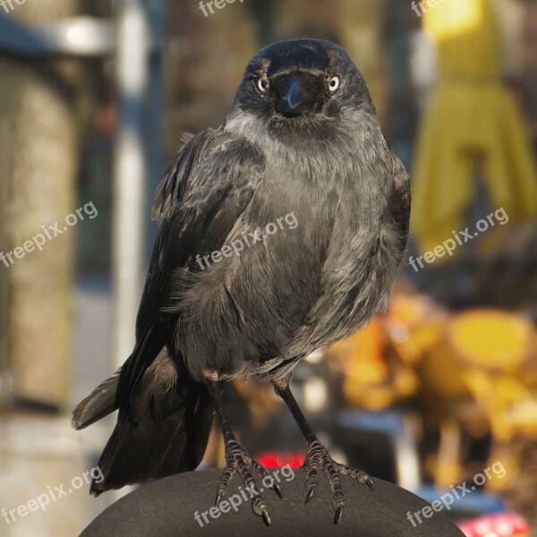 Jackdaw Songbird Raven Bird Corvus Monedula Bird