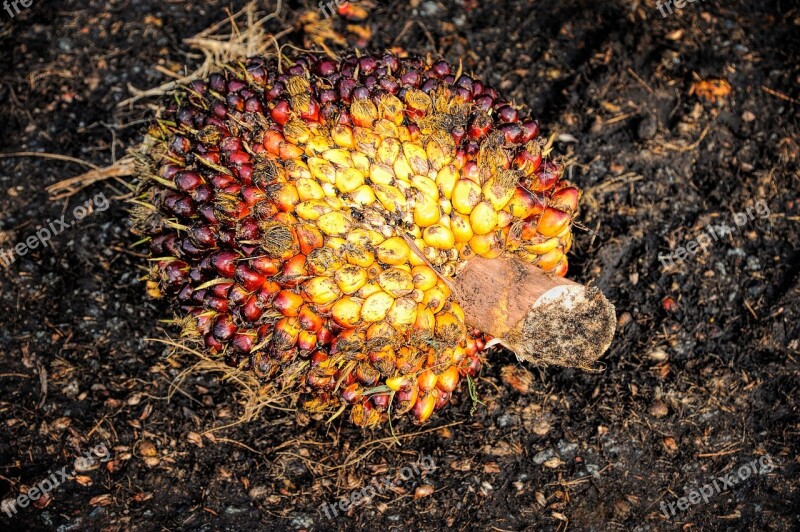 Palm Oil Fruit Background Ripe