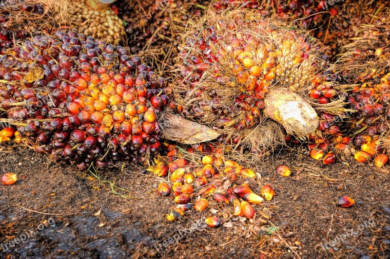 Palm Oil Fruit Background Ripe