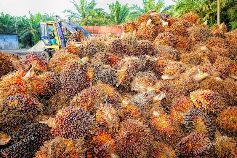 Palm Oil Fruit Background Ripe