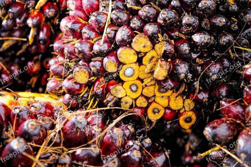 Palm Oil Fruit Background Ripe