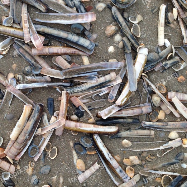 Shells Beach Sand Nature Sea Shells