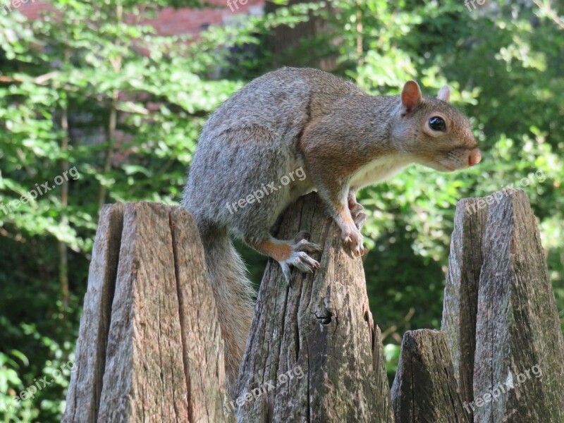 Squirrel Park Valentino Torino Free Photos