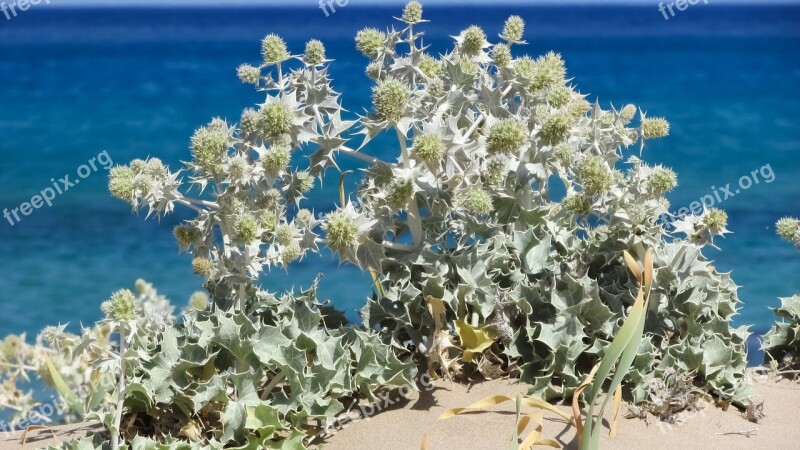 Plant Ammophilous Thorns Sand Dunes