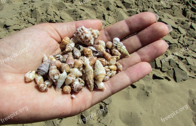 Shells Beach Sand Hand Vacation